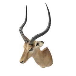Taxidermy: Common Impala (Aepyceros melampus), adult male shoulder mount looking straight ahead, approximately H90cm
