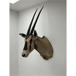 Taxidermy: Beisa Oryx (Oryx beisa beisa), adult male shoulder mount looking straight ahead, approximately H120cm
