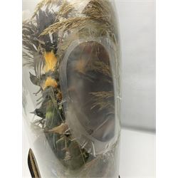 Taxidermy: late Victorian tropical bird diorama, containing several tropical birds to include, Black-headed Oriole (Oriolus Larvatus), Siskin (spinus), Green Honeycreeper (Chlorophanes spiza), each perched on branches, on an oval ebonised base, within a glass dome, H62cm, L40cm