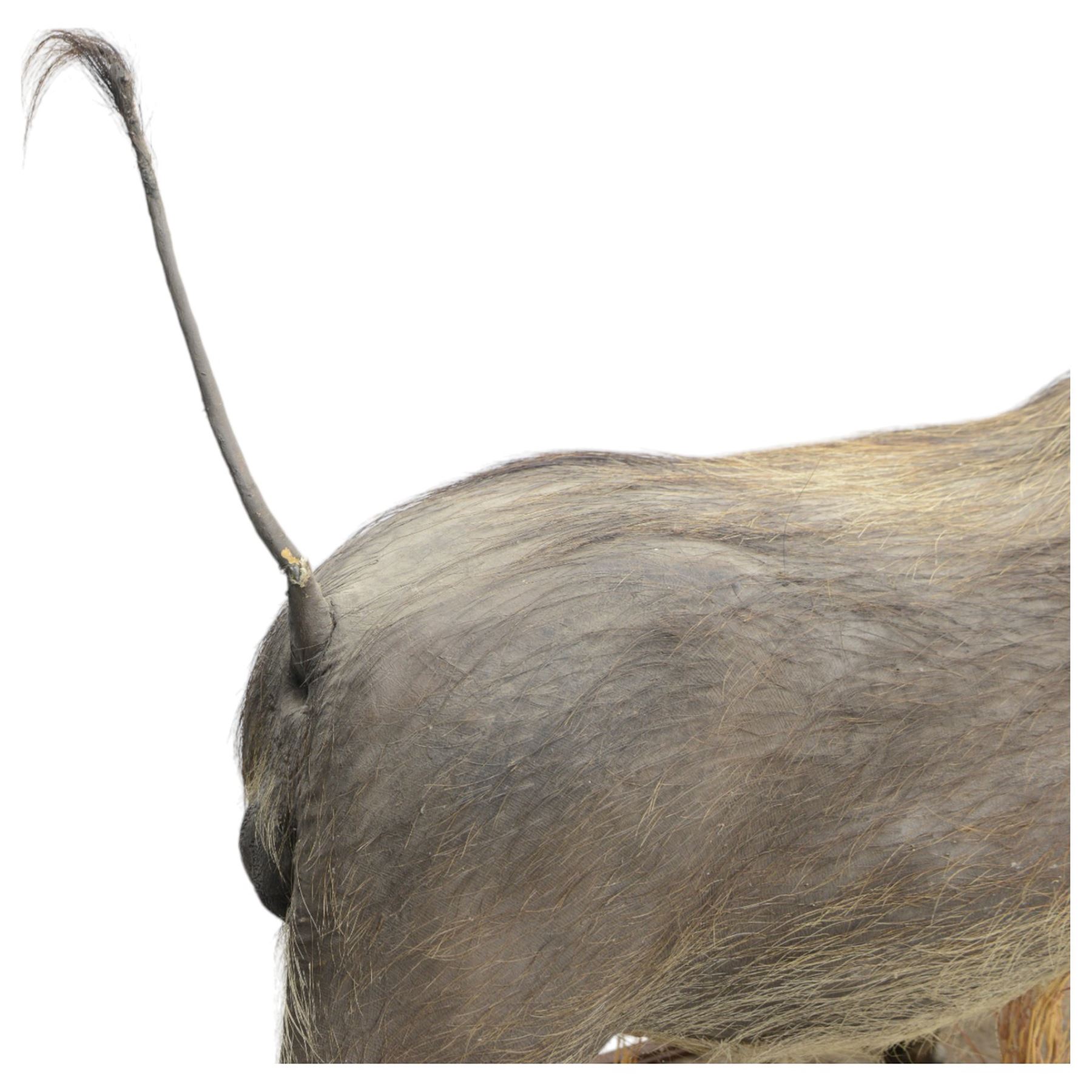 Taxidermy: Common Warthog (Phacochoerus africanus), full mount adult on open display, in running pose, mounted upon a naturalistic rectangular base, H83cm, L140cm