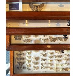Entomology: Entomology Collectors Cabinet, housing a collection of approximately one thousand moths of the world specimens, a twenty drawer mahogany collectors cabinet, each draw with protective glass cover, enclosed within a fine quality flame mahogany cabinet with single hinged door, inside the door makers label reads 'J. Thorne cabinet maker ... insect cabinet and entomology boxes of every description made on the most improved principles and on the shortest notice', cabinet H122, W51cm D48cm, draw size D41cm, L43cm, H5cm 
