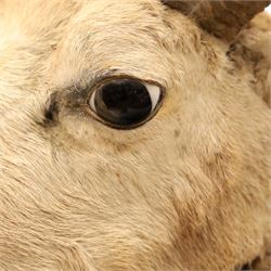 Taxidermy - Mouflon Ram (Ovis gmelini), full adult male mount on open display with front legs raised on naturalistic stand, on raised wooden base, overall W110cm H118cm 