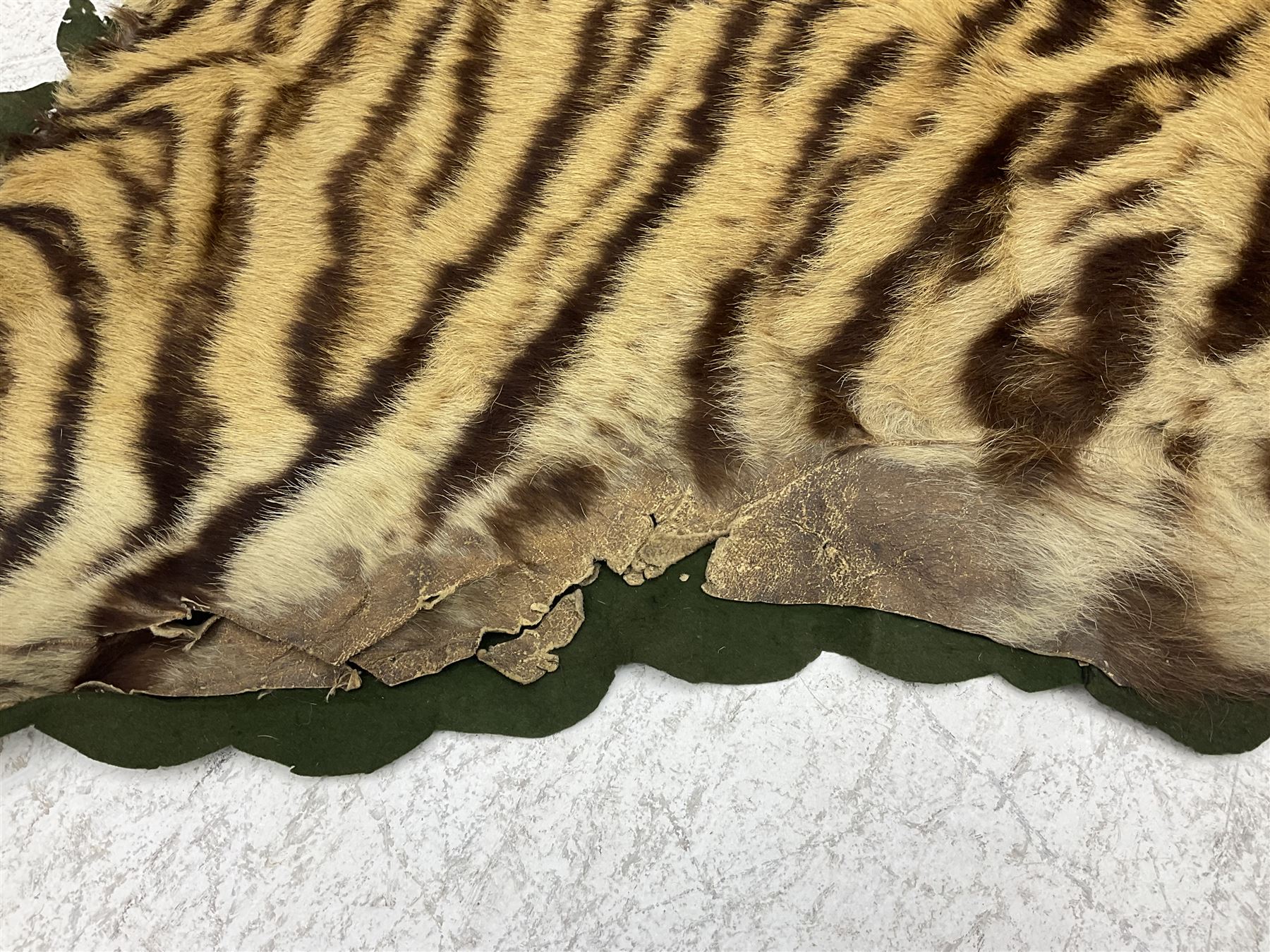 Skins/Hides: Victorian Tiger skin rug (tigris tigris), with green backing with scalloped edges,  L188cm  