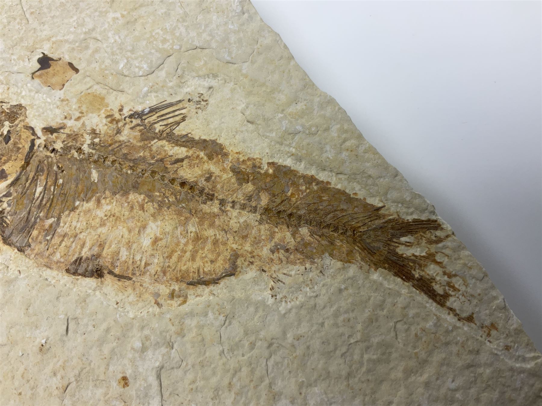 Three fossilised fish (Knightia alta) each in an individual matrix; age; Eocene period, location; Green River Formation, Wyoming, USA, largest matrix H13cm, L18cm