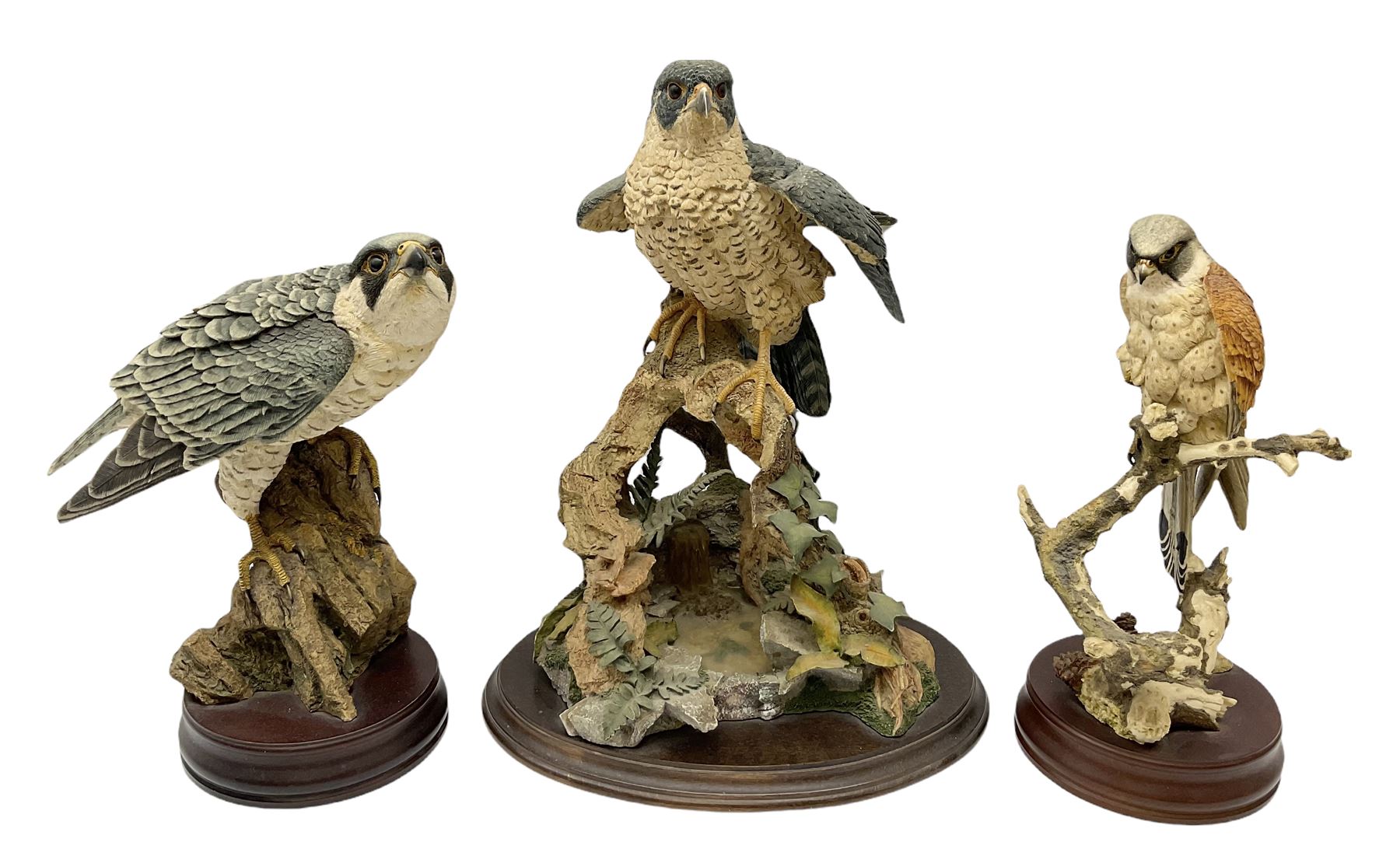 Country Artists figure of a peregrine falcon ' Lord of the Skies ' by David Ivey, limited edition, H44cm, together with two Sherratt and Simpson figures, both of peregrine falcons perched on branches. 