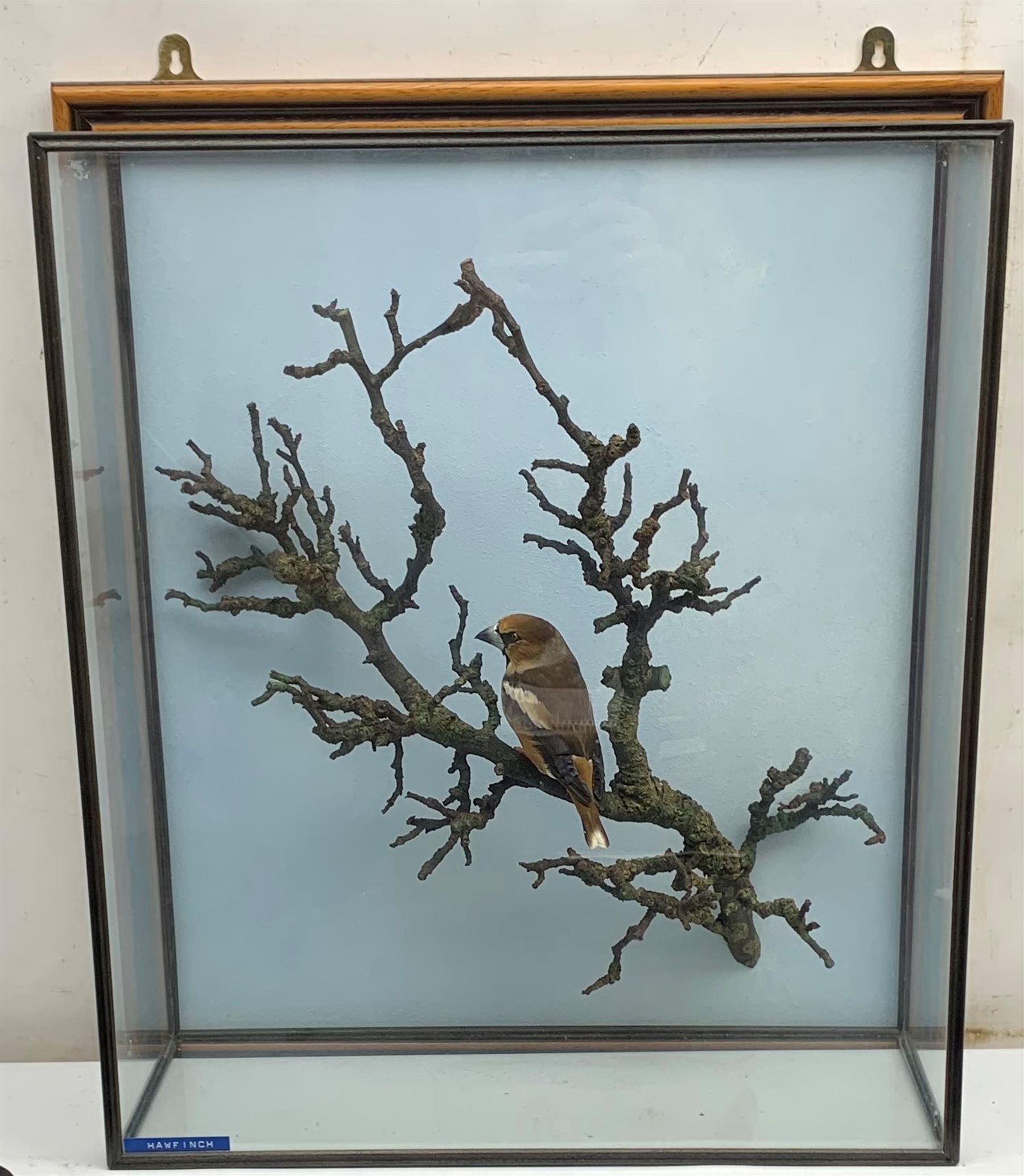 Taxidermy A 20th century cased Hawfinch (Coccothraustes coccothraustes), full adult male mount