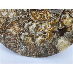 Polished ammonite plate, Jurassic period, formed of individual ammonites, D28cm 