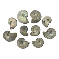 Ten ammonite fossils with nacreous aragonite shells, age; Cretaceous period, location: Madagascar, largest 3cm