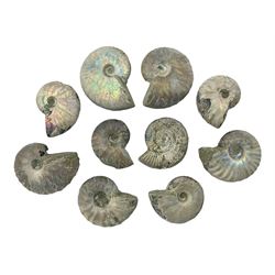 Ten ammonite fossils with nacreous arago