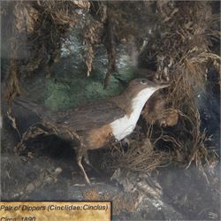 Taxidermy: Pair of Victorian White-throated Dippers (Cinclus cinclus), circa 1890, pair of full adult mounts, amidst a natural setting, encased with an ebonised single glass display case, H31cm, L45cm