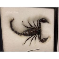 Entomology: Framed set of three specimens comprising two Giant Forest Scorpions (palamnaeus fulvipes) and a Tarantula (eurypeima spinicrus), together with another framed Giant Forest Scorpions (palamnaeus fulvipes)