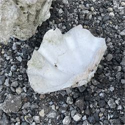 Sea Coral and sea shell  - THIS LOT IS TO BE COLLECTED BY APPOINTMENT FROM DUGGLEBY STORAGE, GREAT HILL, EASTFIELD, SCARBOROUGH, YO11 3TX