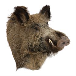 Taxidermy: A European Wild Boar (Sus scrofa), adult neck mount looking straight ahead, 50cm from wall