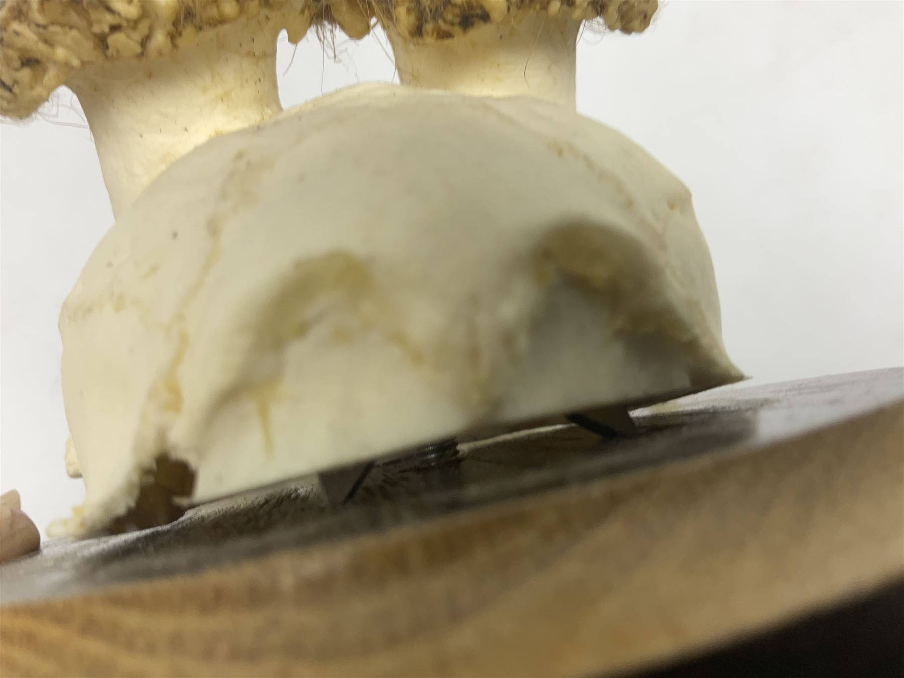 Antlers/Horns; Roe deer (Capreolus capreolus), two pairs of Roebuck Antlers with partial skull , upon wooden shields, H32cm