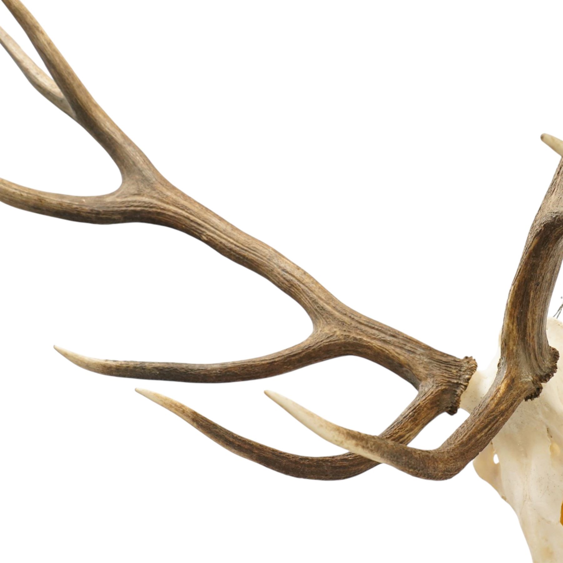 Antlers/Horns - Pair of Red Deer (Cervus elaphus) antlers on skull, H100cm