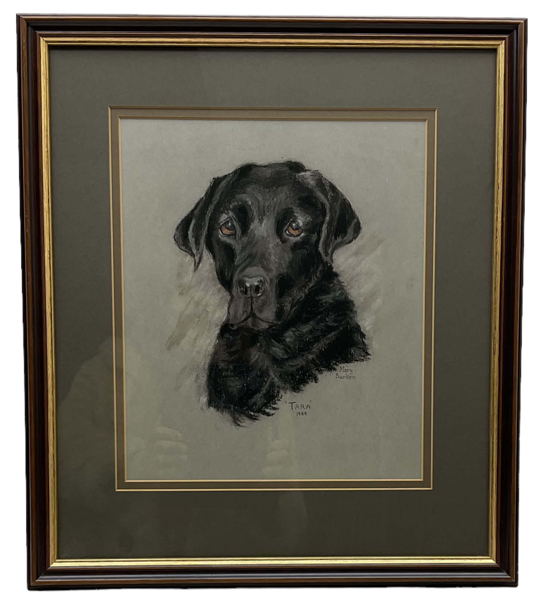 Mary Barker (British 20th century): 'Tara' - Portrait of a Labrador, pastel signed titled and dated 1988, 31cm x 26cm