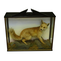 Taxidermy - Victorian cased snarling fox on naturalistic setting, in black painted and glazed case, W87cm, H83cm, D27cm  