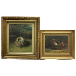 English School (early 20th century): Speckled and Blue Eggs in Nest, oil on canvas and oil on board unsigned max 34cm x 29cm (2)
