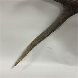 Taxidermy: Red Deer (Cervus elaphus), adult male imperial stag shoulder mount looking straight ahead, ten point antlers, mounted upon a shaped wooden shield, D65cm