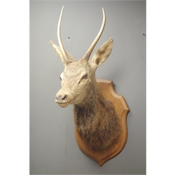  Taxidermy - Full deer head and neck, on oak shield shaped plaque, H91cm, D61cm  
