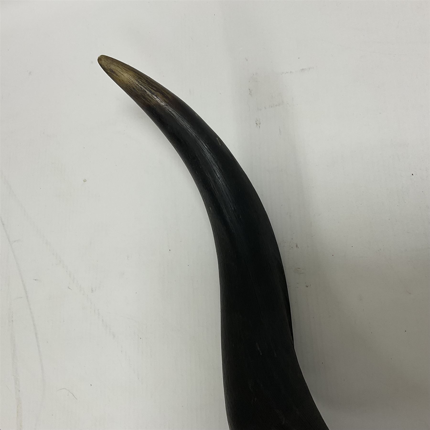 Antlers/Horns: Greater Kudu (Tragelaphus Strepsiceros), Pair of Kudu curved horns on partial skull, mounted on an oak shield, H120cm