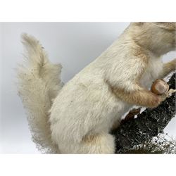Taxidermy: Victorian cased Red Squirrel (Sciurus vulgaris), full mount holding a hazelnut, upon naturalistic ground, enclosed beneath a period oval glass dome with ebonised base, raised upon four bun feet H44cm D15cm W24cm