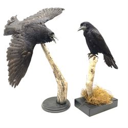 Taxidermy: Carrion crows (Corvus corone) modern, by award winning Taxidermist - Carl Church, Pickering, North Yorkshire, one specimen in flight, one perched on a tree, maximum H66.5.