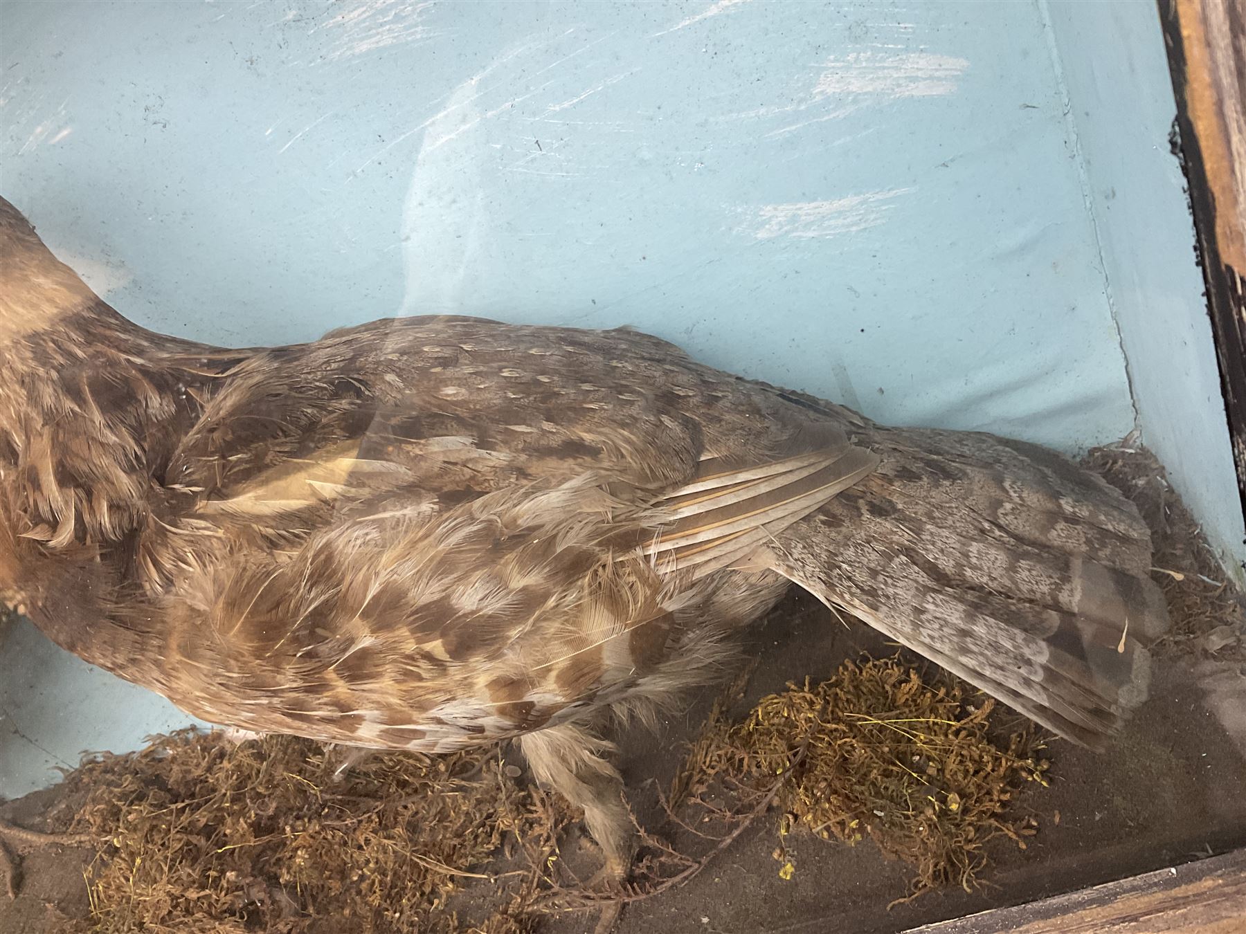 Taxidermy; Cased pair of Ruffed Grouse (Bonasa umbellus), male and female adult mounts, in a naturalistic setting, encased within a single pane display case, H39cm, L68cm