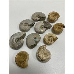 Large collection of ammonites, average D3cm