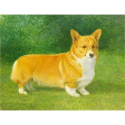  Walter Goodin (British 1907-1992): Study of a Welsh Corgi, oil on board signed and dated 1987, 54cm x 70cm  DDS - Artist's resale rights may apply to this lot   