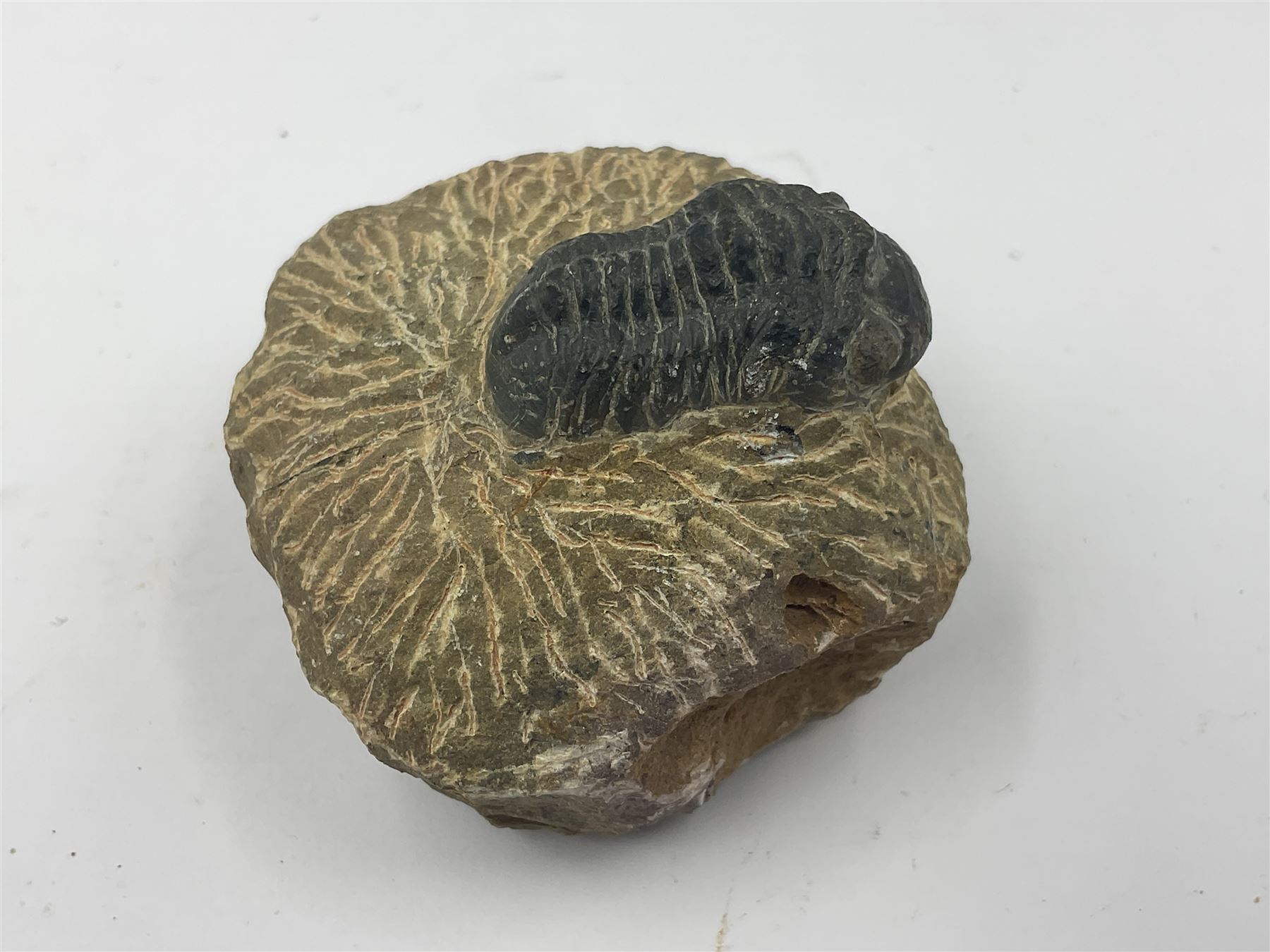 Dragonfly larvae (Libellula doris), together with four Mosasaur teeth, four trilobites (Crotalocephalina gibba) and one other tooth