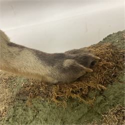 Taxidermy: European Red Fox (Vulpes vulpes), full mount adult on open display with standing alert with ears forward front paw raised, upon a naturalist base, H62cm, L78cm