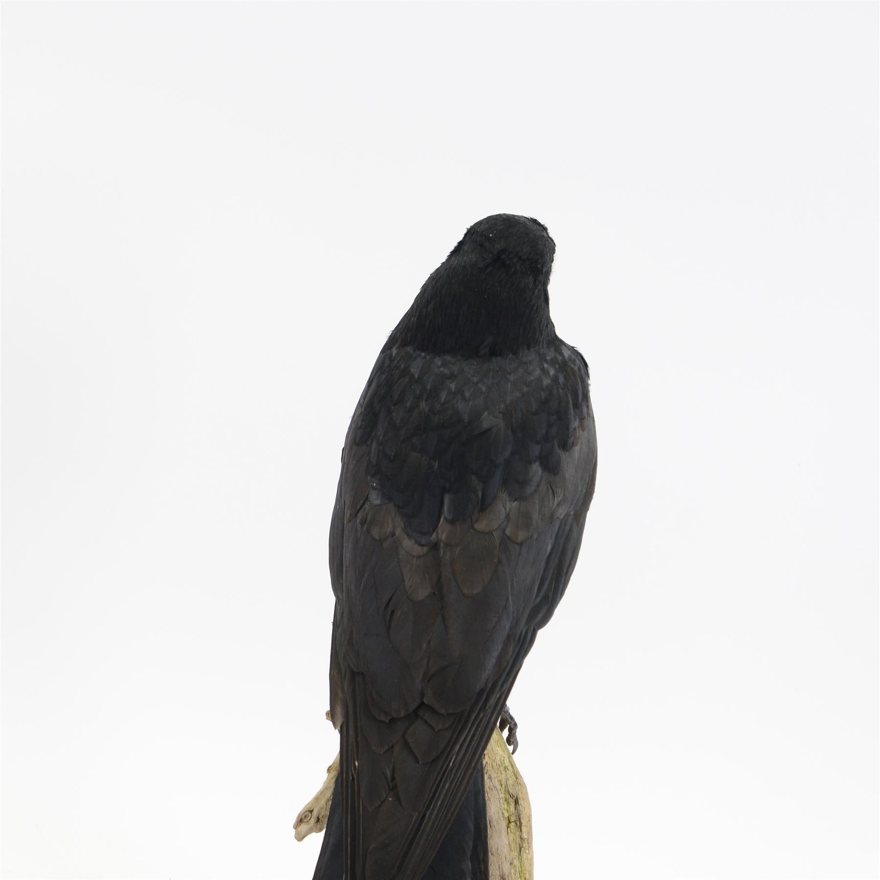 Taxidermy; Cased Carrion Crow (Corvus corone), full adult mount perched upon a branch in a naturalistic setting with roe dear skull to the base, enclosed within glass dome, H52cm