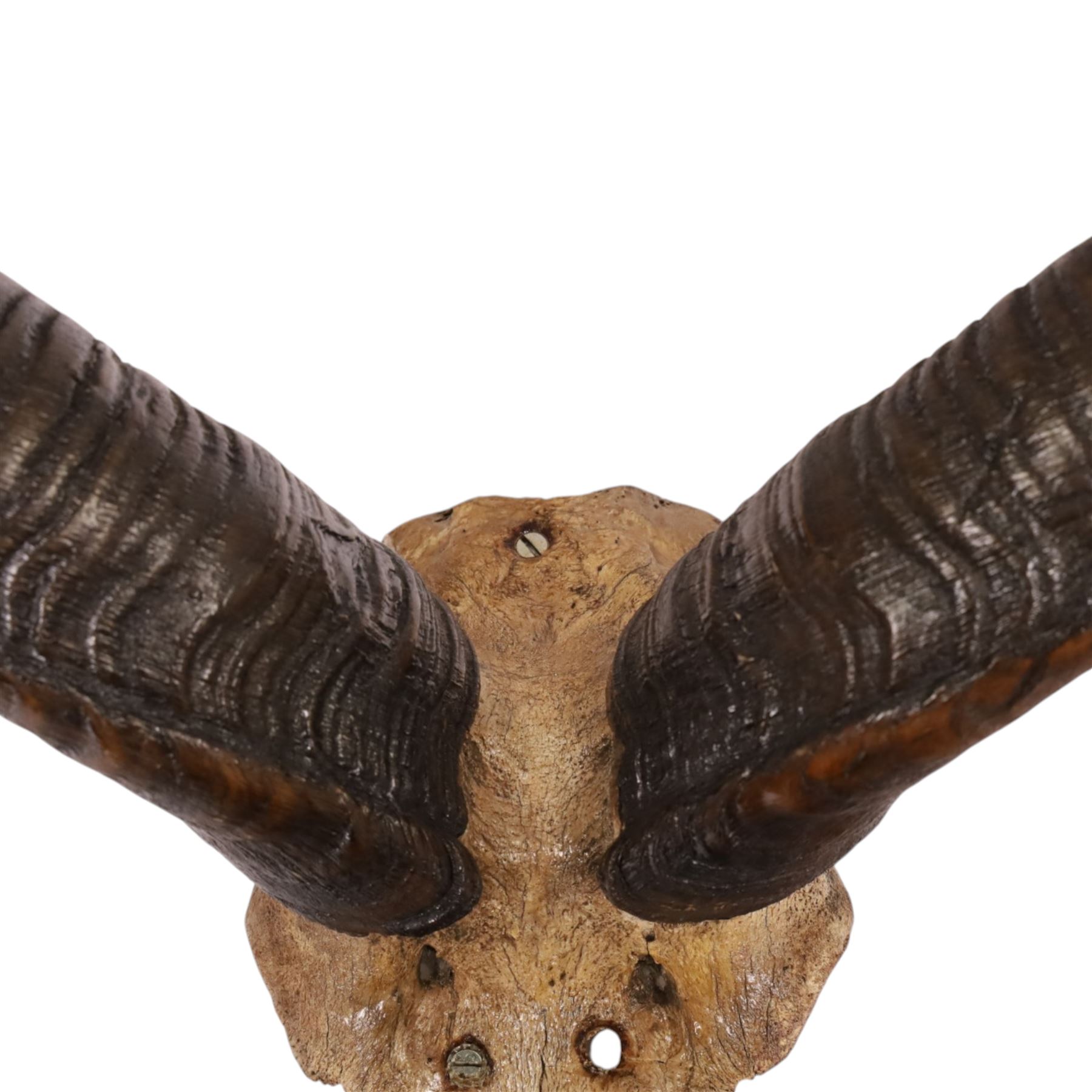 Horns/Antlers; pair of Kudu (Strepsiceros strepsiceros) horns, H95cm