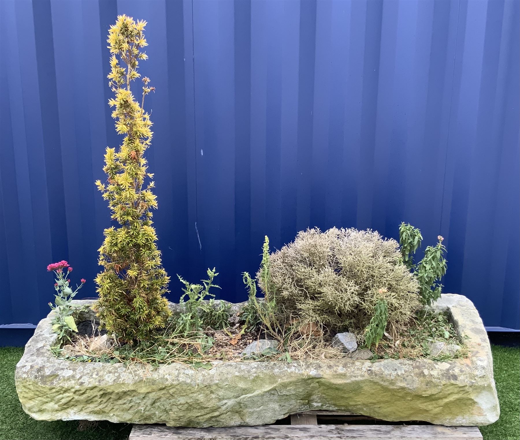 18th/19th century shallow sandstone trough/planter, long rectangular shape with rough cut and tooled sides, planted - THIS LOT IS TO BE COLLECTED BY APPOINTMENT FROM DUGGLEBY STORAGE, GREAT HILL, EASTFIELD, SCARBOROUGH, YO11 3TX