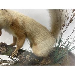 Taxidermy: Victorian cased Red Squirrel (Sciurus vulgaris), full mount adult, upon a tree branch with a naturalistic ground, enclosed beneath a period oval glass dome with ebonised base, raised upon four bun feet, H36cm 