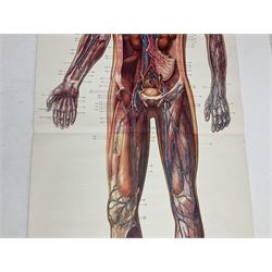 Four Dutch educational wall hangings published by The Deutsches Hygiene Museum, Dresden, the biological posters depicting diagrams of human anatomy mounted on metal rollers, approx L88cm