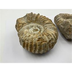 Pair of limestone Ammonite fossils, age; Cretaceous period, location; Morocco, D10cm