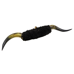  Taxidermy - Pair mounted Cow Horns, W111cm   