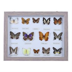 Entomology;  framed butterflies including Vidula sapor, Danidae, Cethosia Bibiis etc, H33cm, L43cm 
