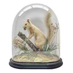 Taxidermy: Victorian cased Red Squirrel (Sciurus vulgaris), full mount adult, upon a tree branch with a naturalistic ground, enclosed beneath a period oval glass dome with ebonised base, raised upon four bun feet, H36cm 
