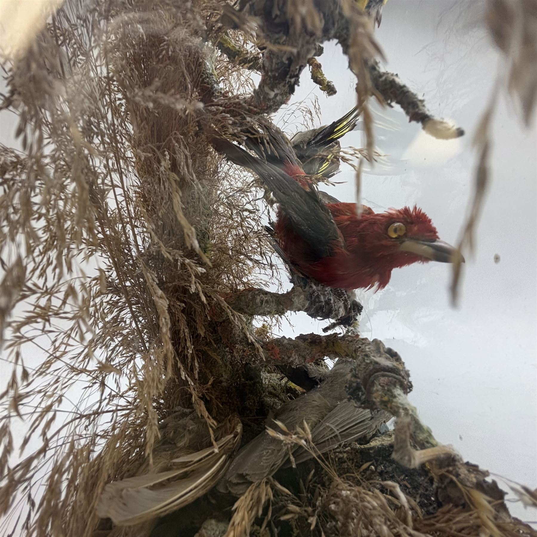 Taxidermy; Victorian bird diorama, containing several birds to include, Scarlet Finch (Carpodacus sipahi), Blue Bacnis (Dacnis cayana), Golden Fronted Whitestart (Golden Fronted Whitestart),  perched on branches, on an oval ebonised base, within a glass dome, H40, W35cm