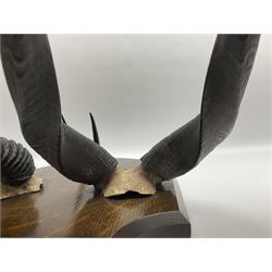 Antlers/horns; Bushbuck (Tragelaphus sylvaticus),  Duiker Buck (Sylvicapra grimmia) and Springbok (Antidorcas marsupialis), three pairs of adult antlers upon an oak shield, shield H38cm 