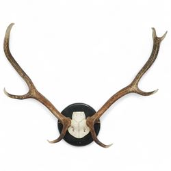 Antlers/horns: Set of Elk (Cervus Canadensis) antlers upon partial skull, mounted upon an ...