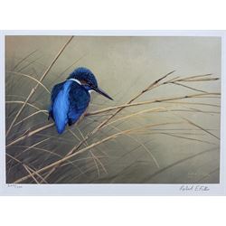 Robert E Fuller (British 1972-): 'Kingfisher on Reeds', limited edition colour print signed and numbered 249/300, 24cm x 32cm