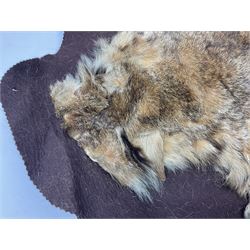 Taxidermy: Bob cat (Lynx rufus) hide mounted upon black felt backing material, L100cm