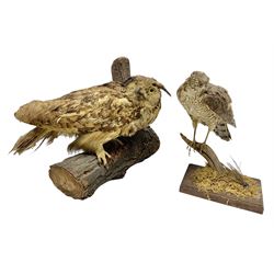 Taxidermy: Long-eared Owl (Asio otus), full adult mount upon a cut tree branch, together with European Sparrowhawk (Accipiter nisus), full adult mount, upon a branch in a naturalistic setting, owl H36cm 