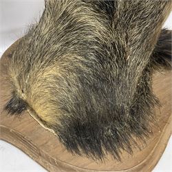 Taxidermy: European Wild Boar (Sus scrofa), adult male shoulder mount looking straight ahead mouth agape, mounted upon a wooden shield, D52cm