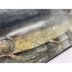 Taxidermy: Cased Northern Pike (Esox lucius), a large preserved skin mount set within a rocky river bed,  encased within a single pane display case, H41cm, L122cm