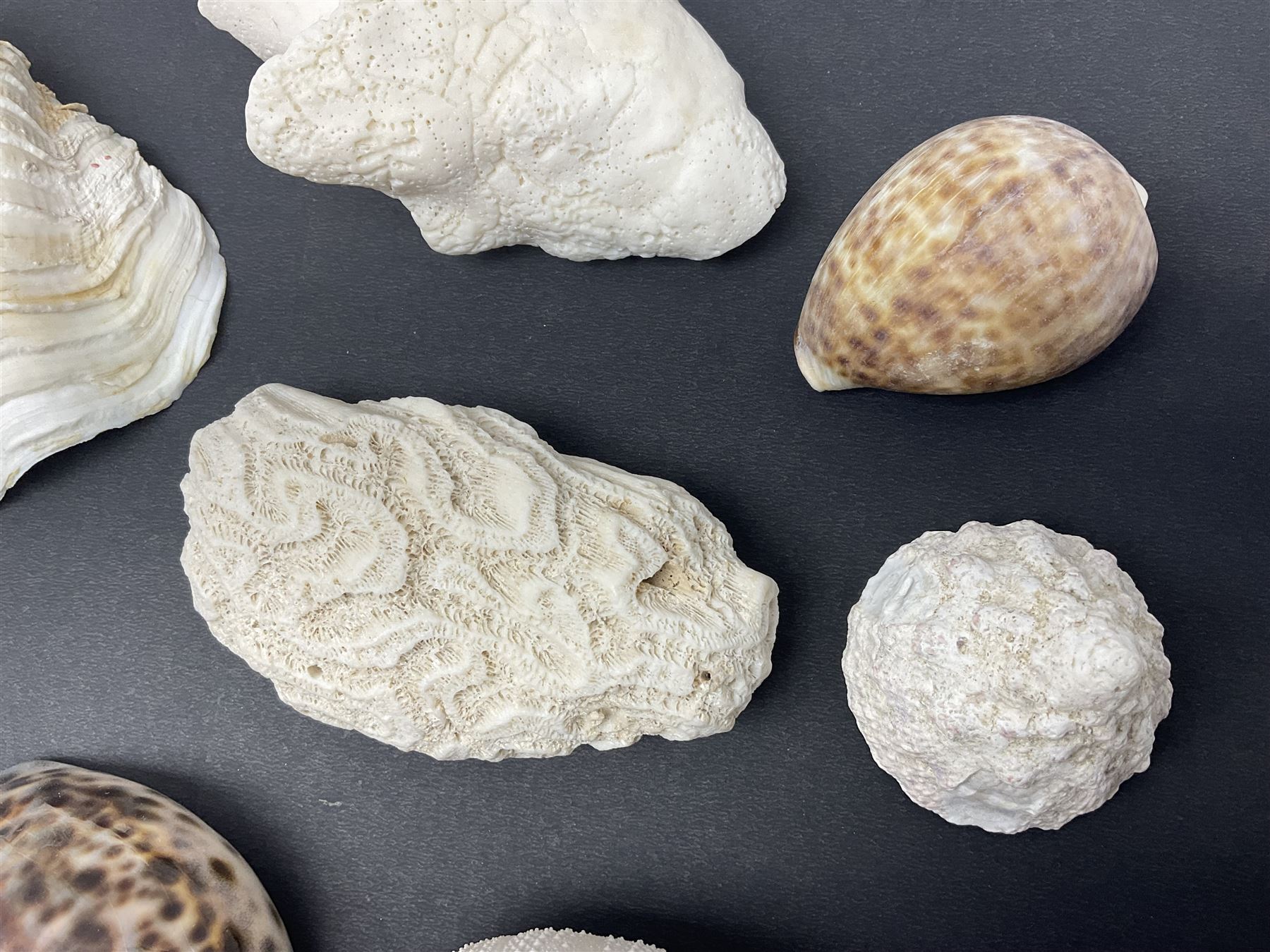 Conchology: collection of dried coral specimens together with a large collection of shells including cowrie shell, etc 